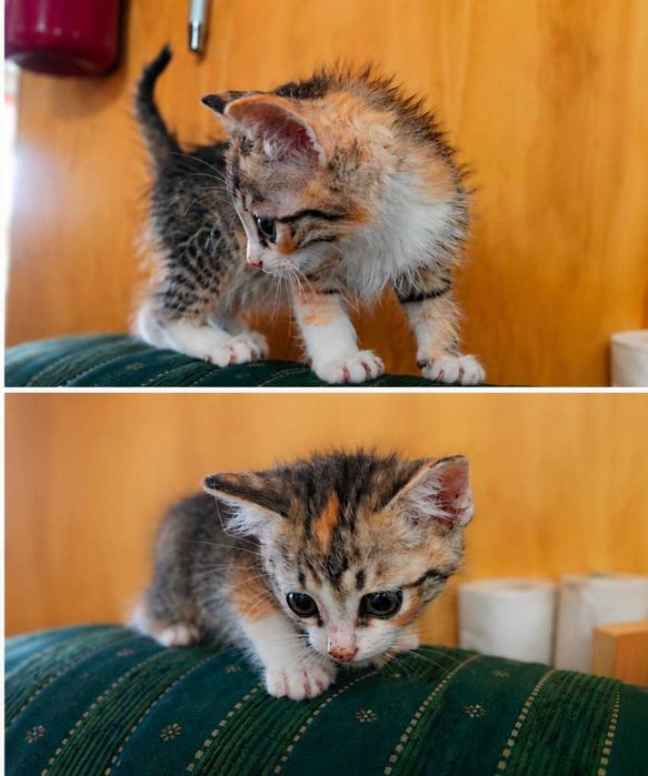 Gatinhas bebé siamês