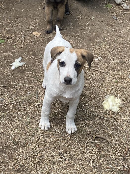 Щенки ищут заботливых хозяев