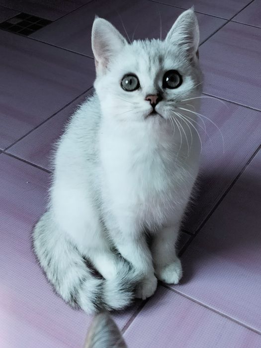 Серебристая шиншилла. Девочки. Купить в Киеве в Украине Питомник