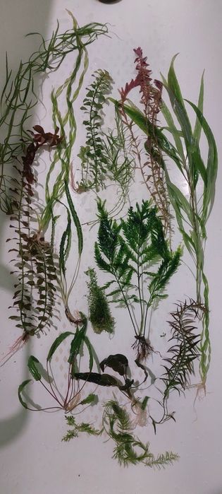 Рослини для акваріуму