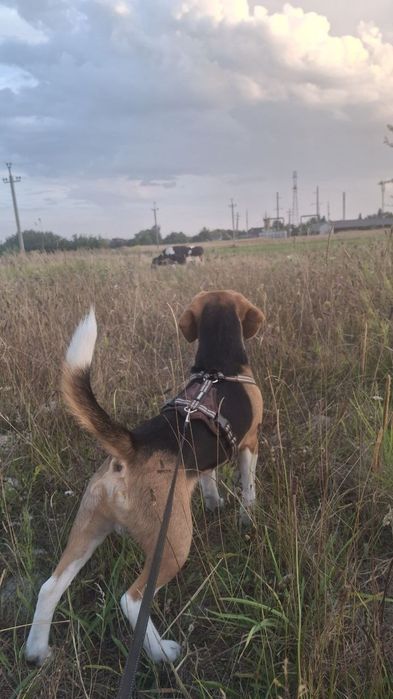 Продам собаку бігль