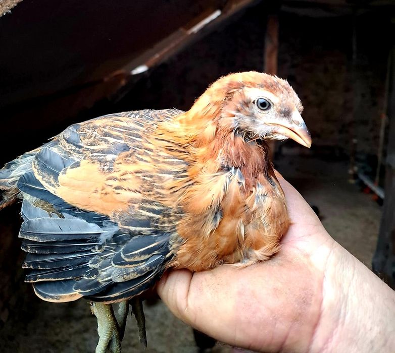 Kury rosy kury silki kury araukany naturalne ekologiczne kury