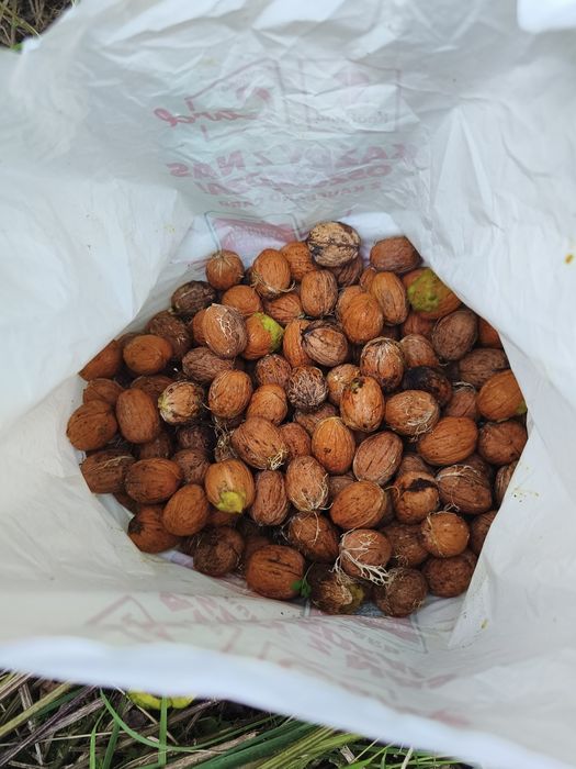 Orzechy Włoskie ZIELONE bez oprysków