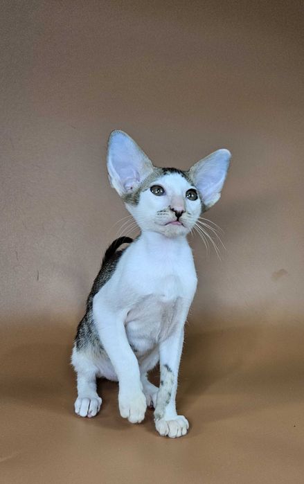 Ориентальный котенок девочка Ophelia