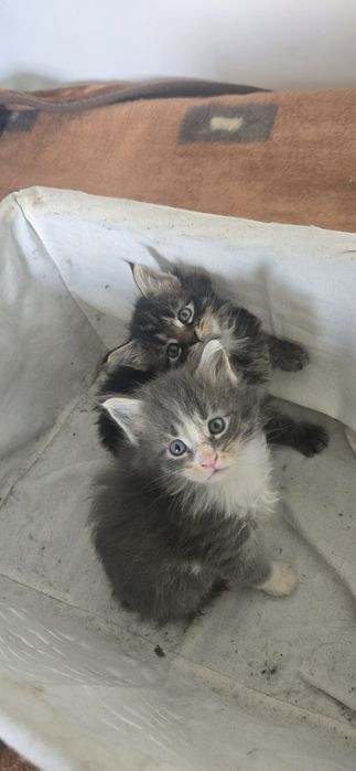 Maine coon kotka kocurek