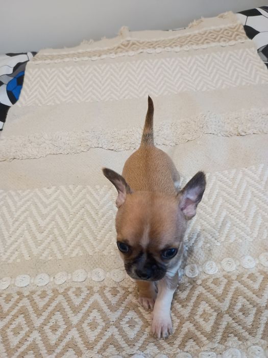 Chihuahua XXS  śliczna dziewczynka