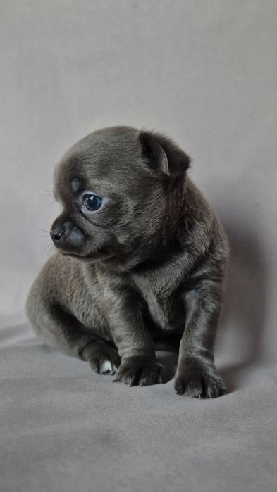 Niebieska dziewczynka suczka chihuahua