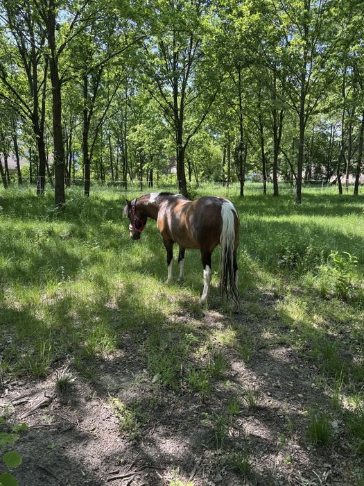 Stajnia wolnowybiegowa