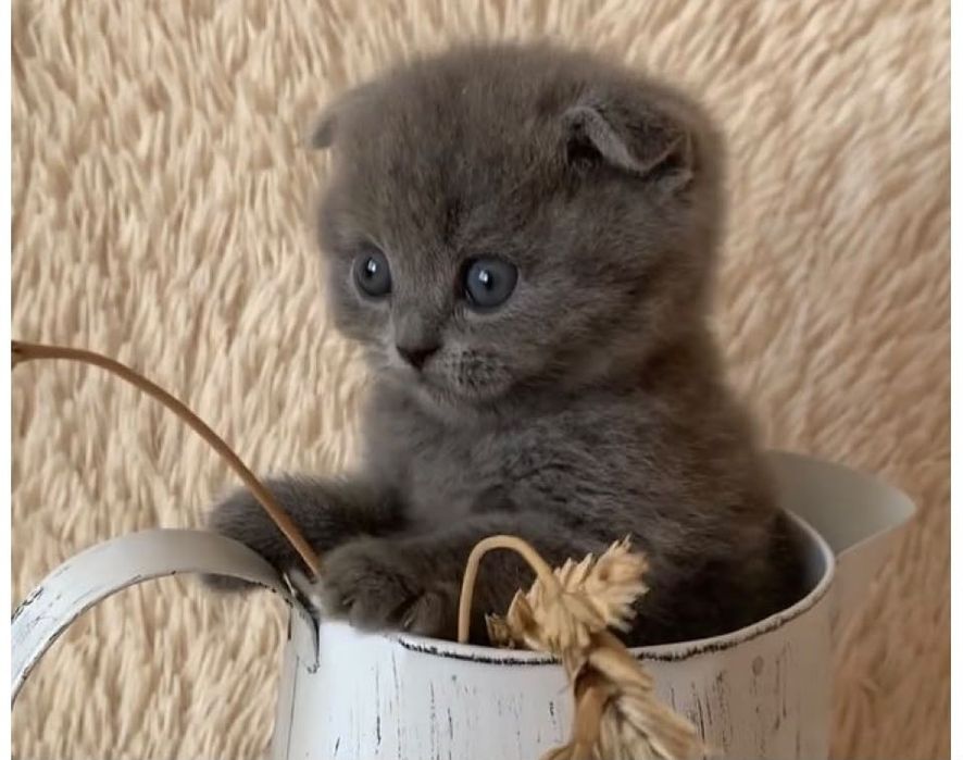 Scottish fold sublime