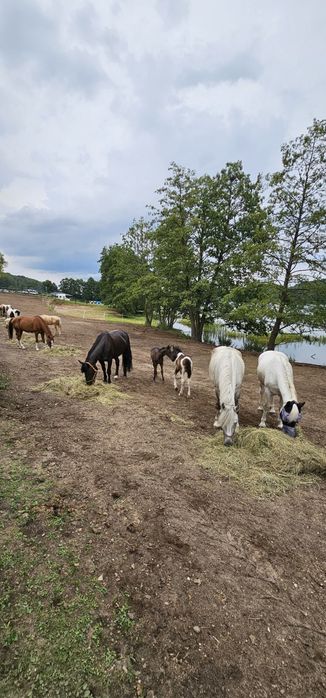 Domek na Kaszubach w Leśnym Zagajniku