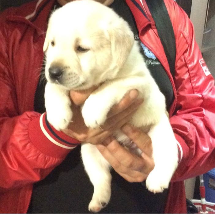 Лабрадор ретривер