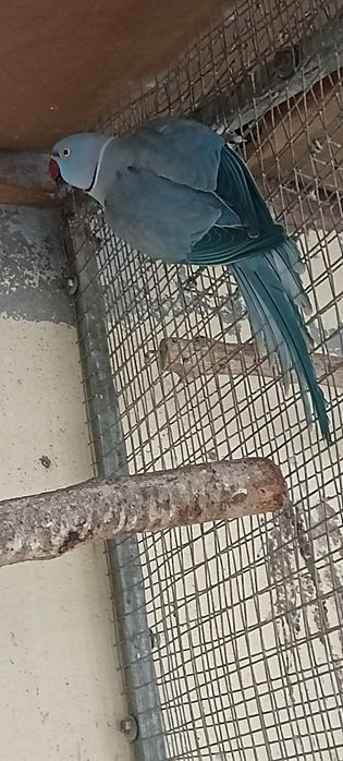 Ring neck para ceder