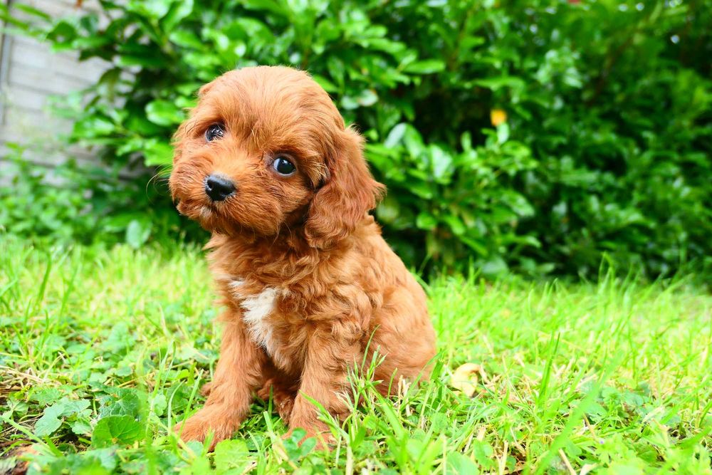 Cavapoo- Piękna zdrowa suczka- Badania genetyczne!