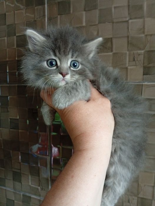 Котята Сибирские