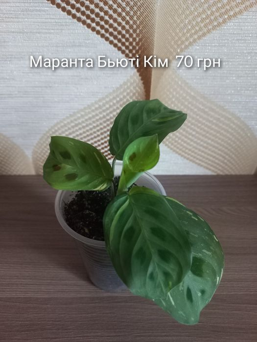 Наявність кімнатних рослин