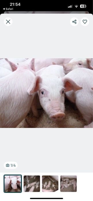 Поросята молоді 2 місячні домашні