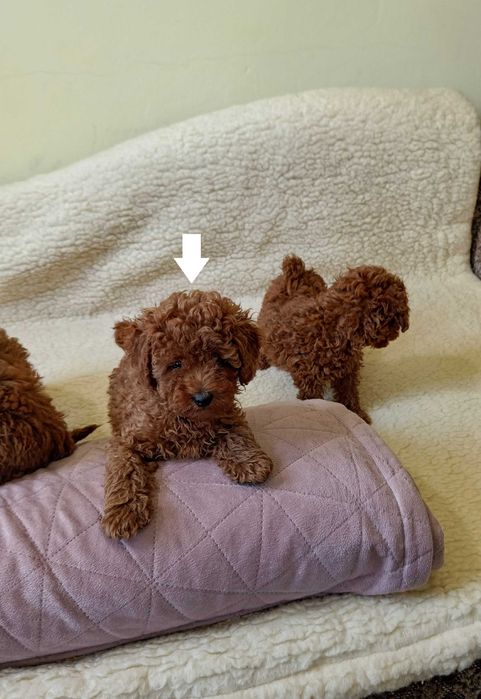 Pudel Toy Red Brown suczka