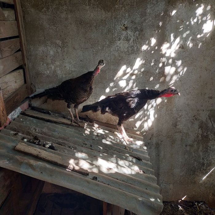 Perus     pretos