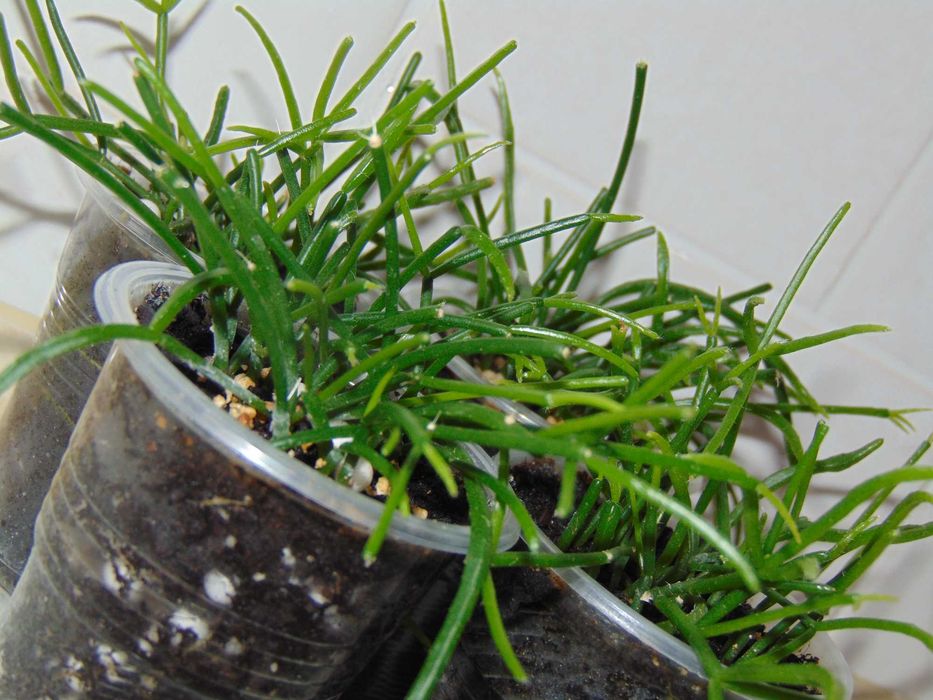 Ріпсаліс волосовидний (Rhipsalis capilliformis)