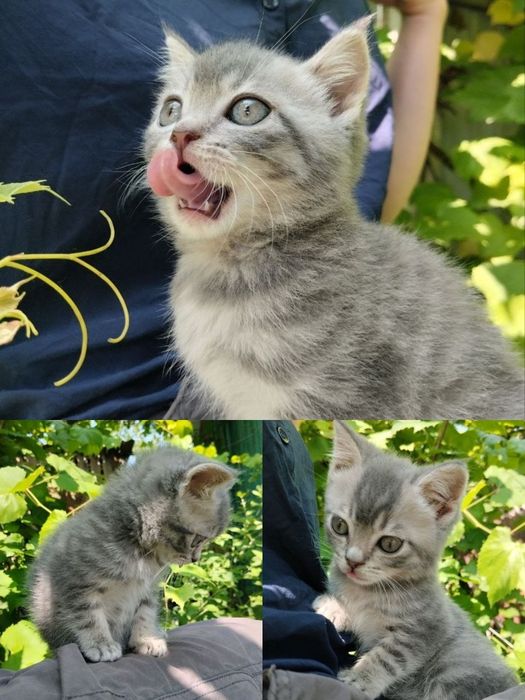 Розпродаж шотландських кошенят