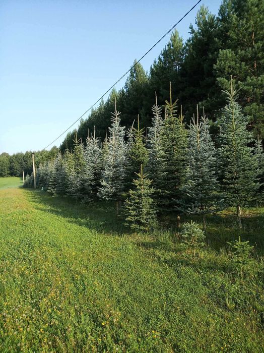 Świerk srebrny choinki