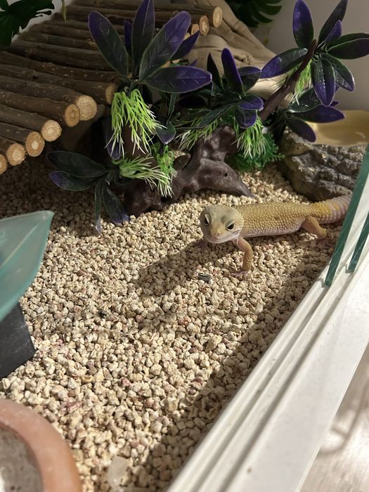 Gekon z terarium