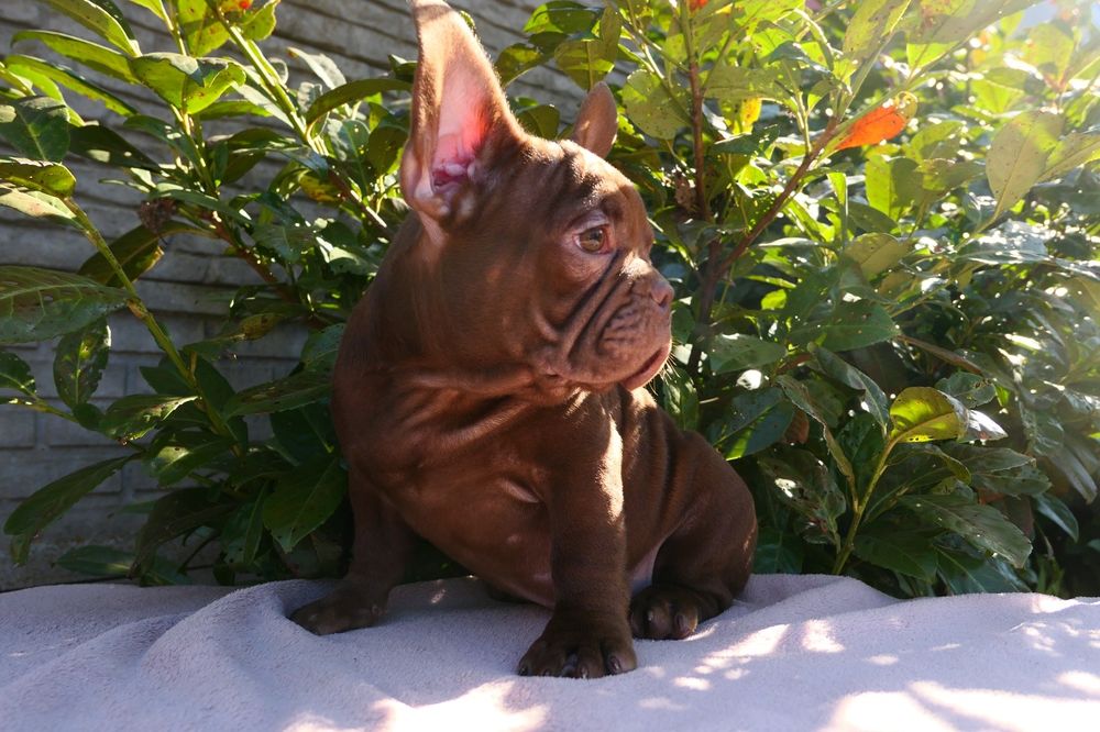 Buldog Francuski czekoladowa sunia