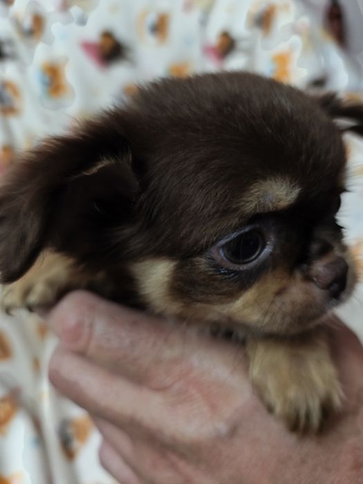 Chihuahua chocolate  lindíssima