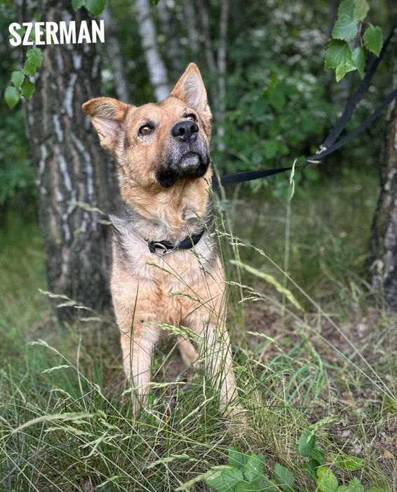 Szerman w typie owczarka niemieckiego do adopcji