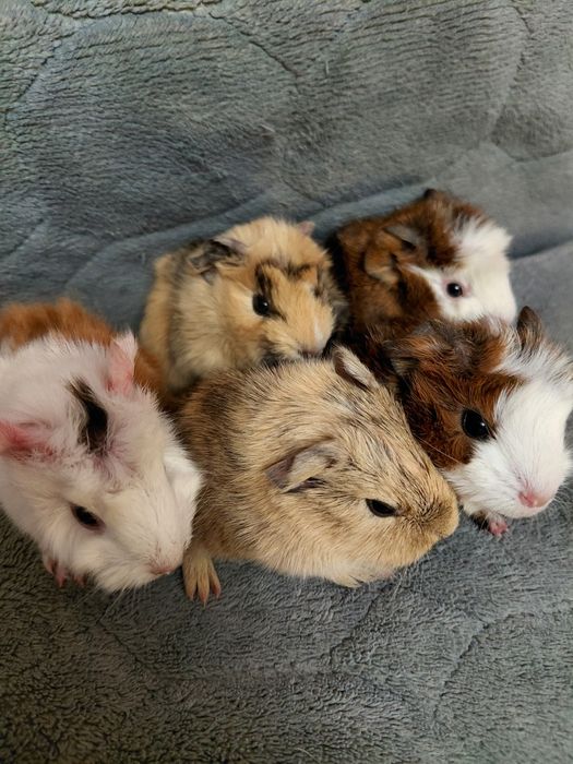 Продаю Морские свинки