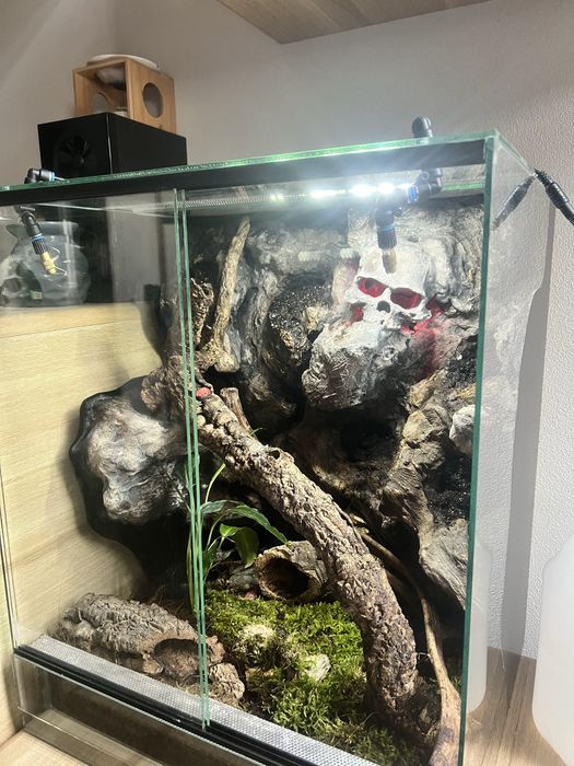 Gekon wraz z terrarium