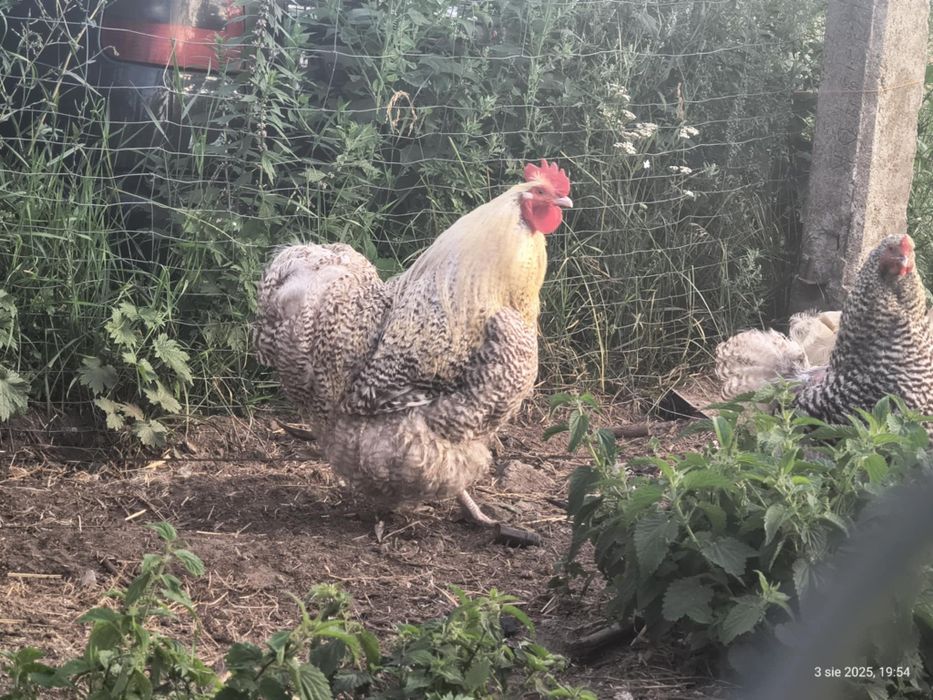 Kury rasy Orpington