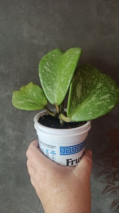 Hoya Kerrii Splash
