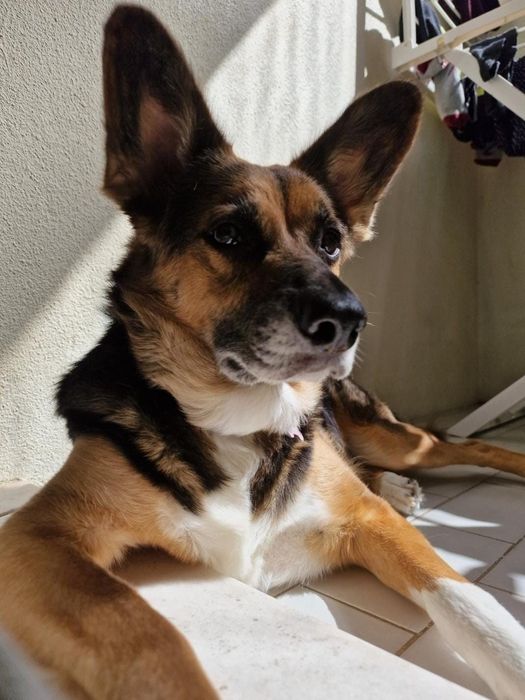 Cadela para adoção