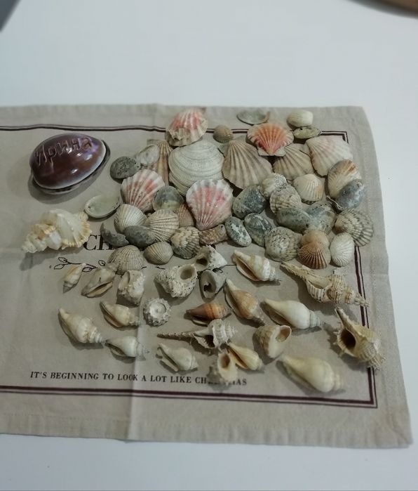Ракушки для декора или аквариума
