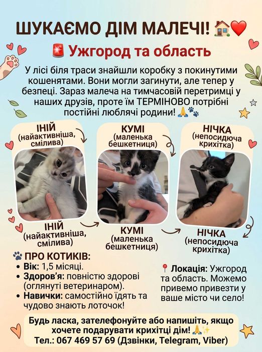 Віддаємо кошенят дівчаток