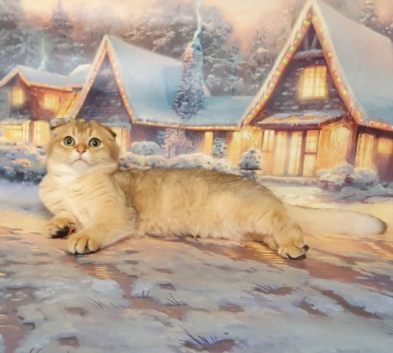 Золотистый зеленоглазый фолдик