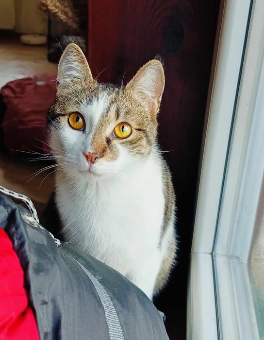 Uroczy Michaś szuka domku