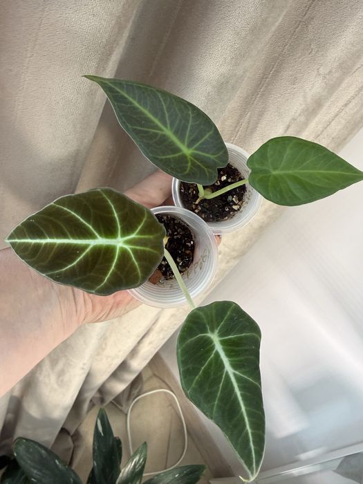 Дітки алоказій, різні сорти