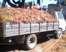 Estrume ao domicilio, ao metro cubico ou á saca ao domicilio