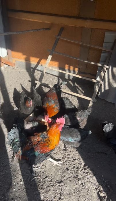 Маран инкубационное яйцо