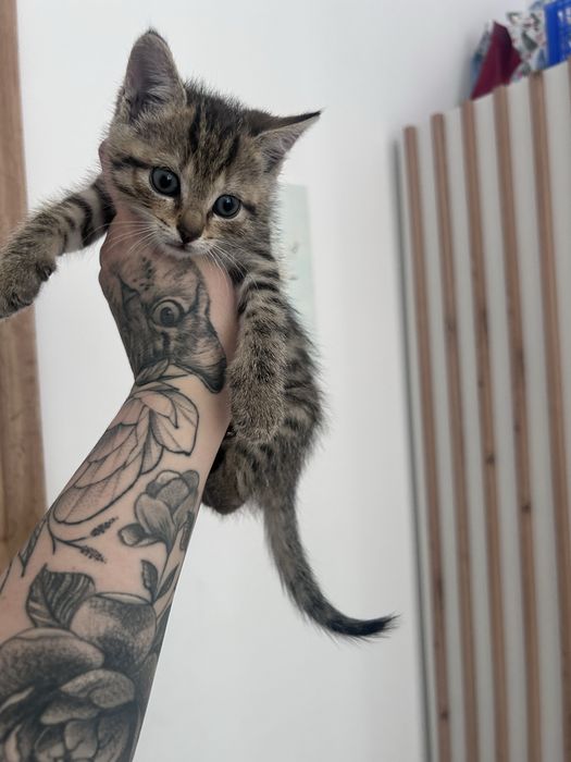 Kotki do adopcji