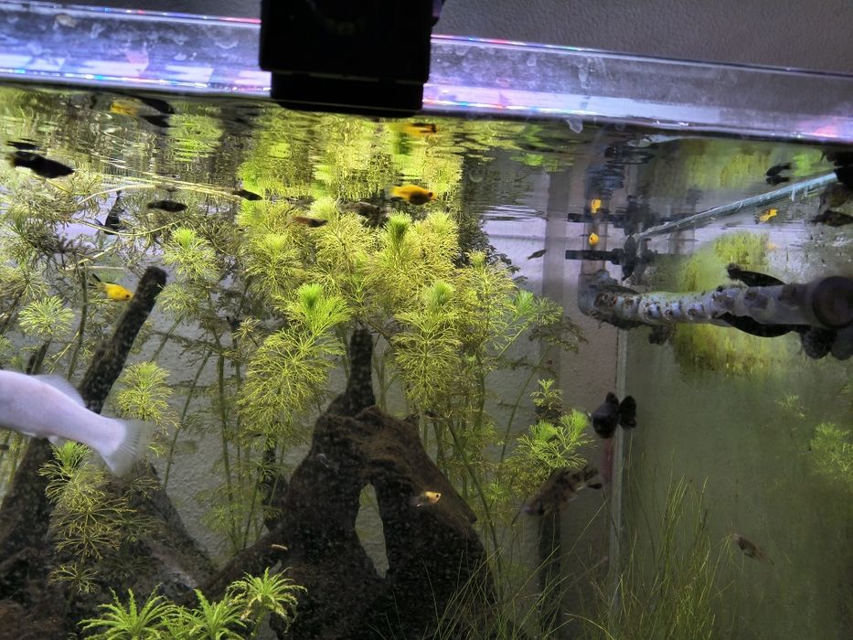 Dou peixes de aquário – Mollys, Platys