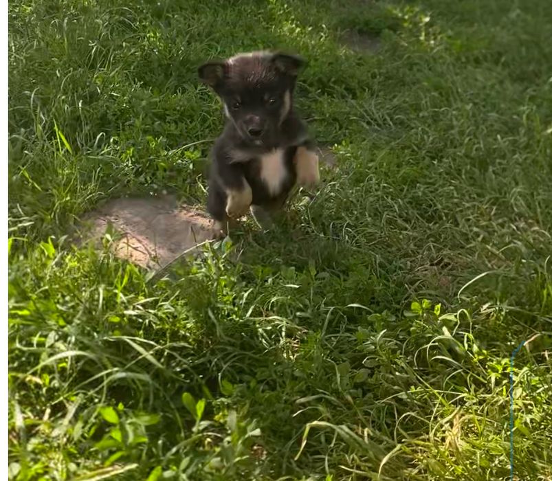 Щенята в добрі руки, безкоштовно