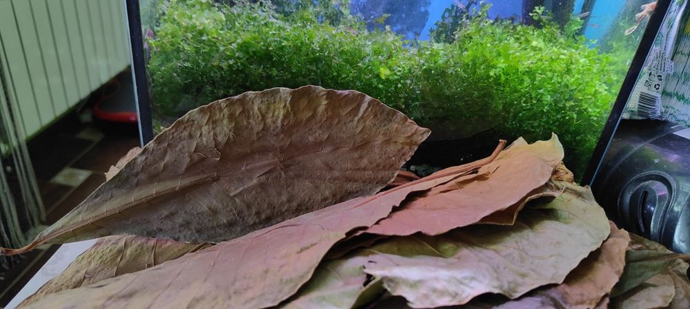 Листки кепатанга індійський мигдаль