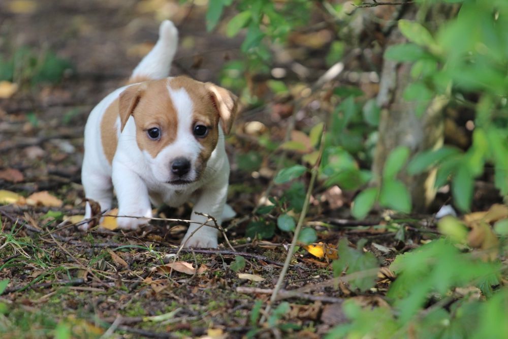 Suczka Jack Russell Terrier