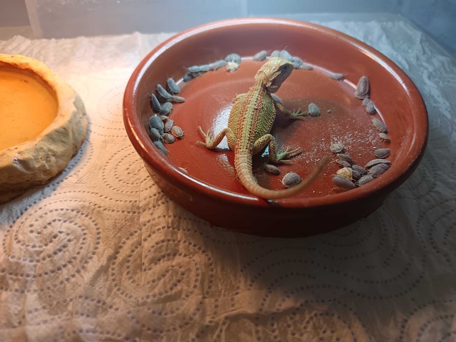 Agamy Brodate odmiana Stripe