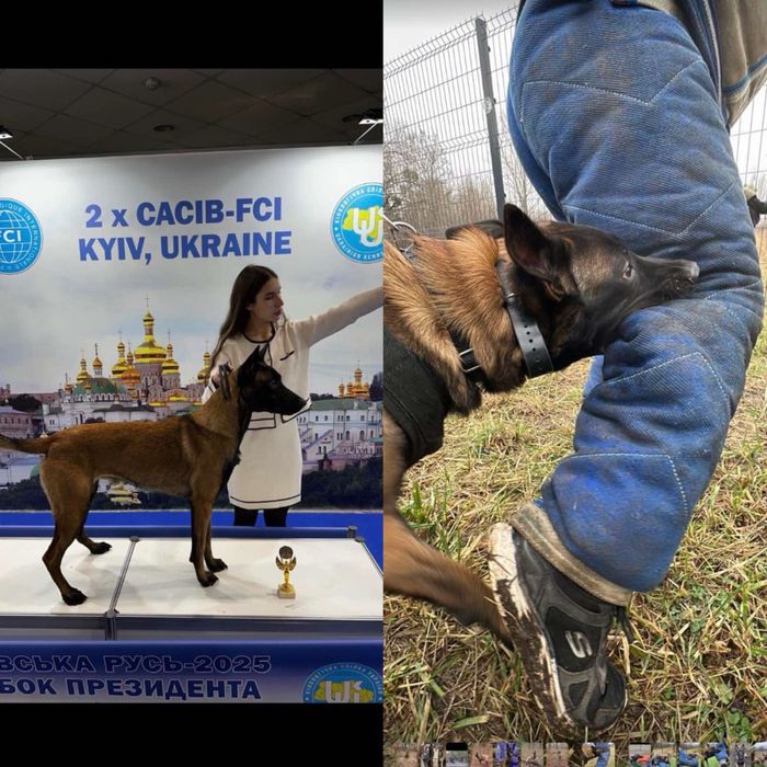 Бельгійська вівчарка Малінуа  ,вʼязка
