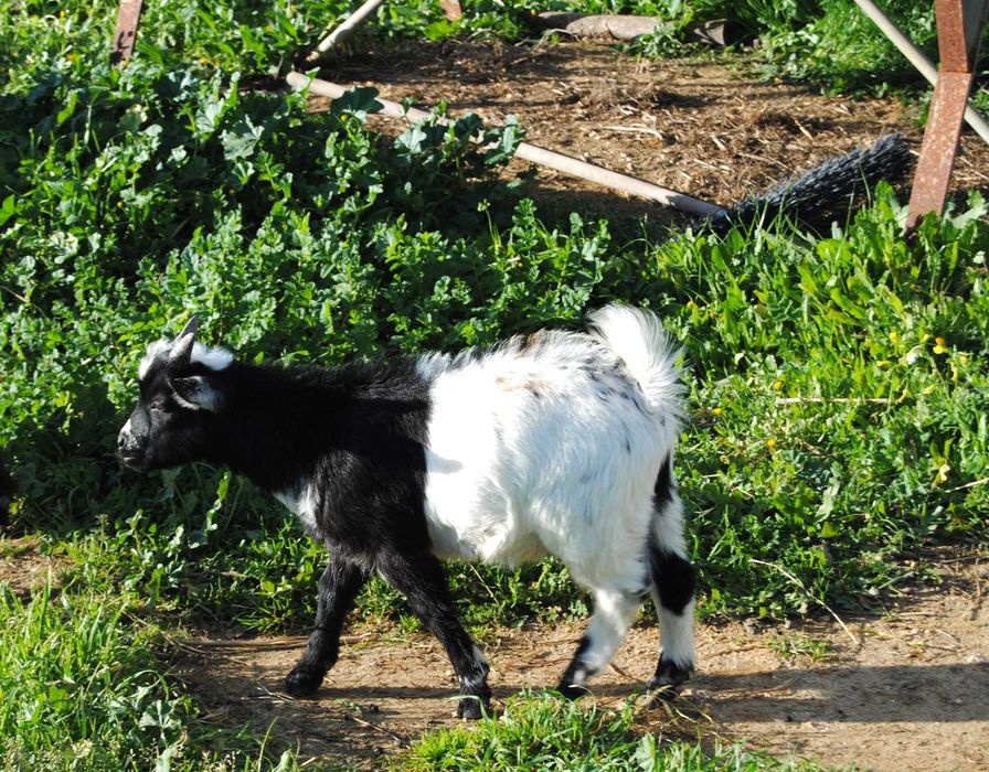 Cabras Anãs para venda ou troca