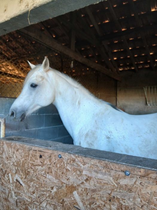 Cavalo puro sangue árabe